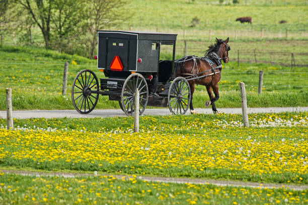 istock Amish Buggy and Dandelion Field 1029943942