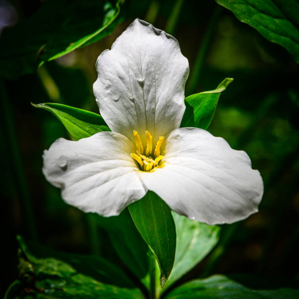 A white trillium wildflower next to an old log.  A scene from the spring in a MIchigan forest.