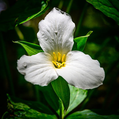 Isolation shot of trillium in the forest.
