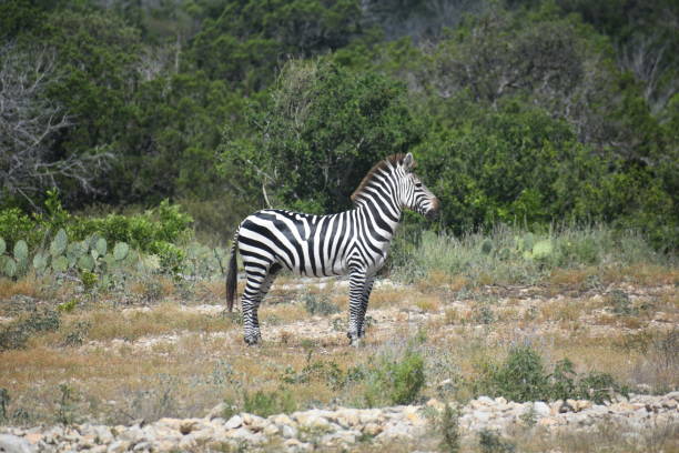 istock close up of zebra in the wild 1029946366