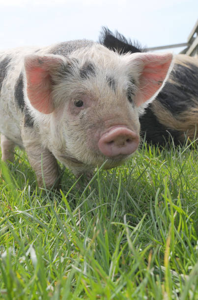 istock A cute young piglet outisde in a field 1029948674