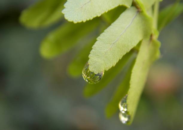 istock rain drops on the plant 1029948750