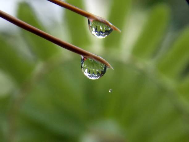 istock rain drops on the plant 1029949306