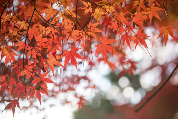 istock Leaves a beautiful Japanese color. 1029949320