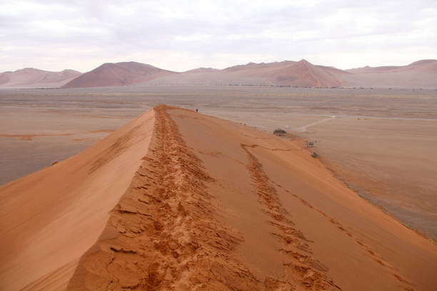 Dune 40, Namib-Naukluft National Park, Namibia