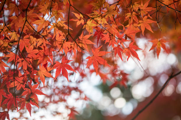 istock Leaves a beautiful Japanese color. 1029955678