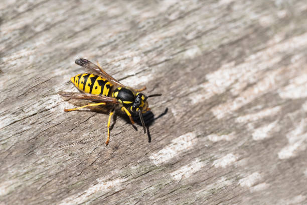 guêpe ou gyellow veste sur bois patiné cherchez de matériaux pour le nid, la peste de guêpe en été est dangereuse pour les personnes souffrant d’allergies, espace copie - veste et blouson photos et images de collection