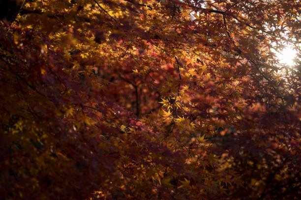 istock Leaves a beautiful Japanese color. 1029958166