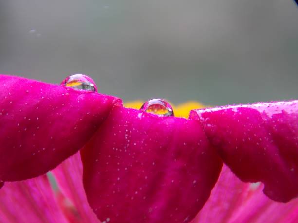 istock drop on the flower petals 1029958170