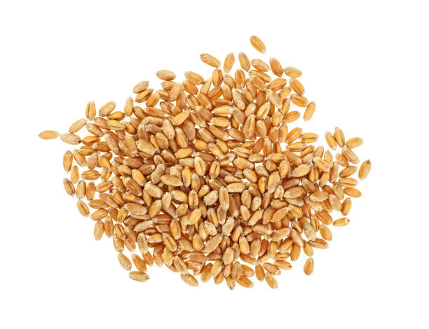 istock Wheat grains isolated on white background, top view. 1029958390