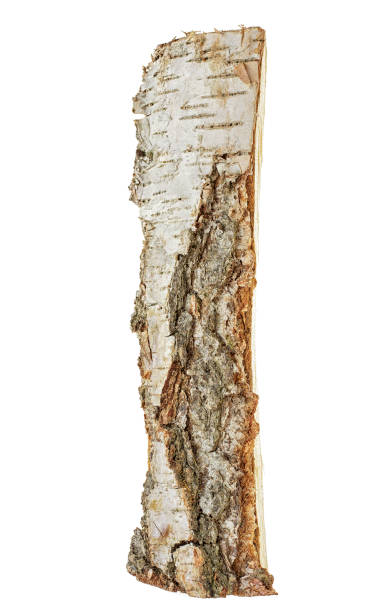 istock Birch log isolated on white background. Firewood. 1029958400