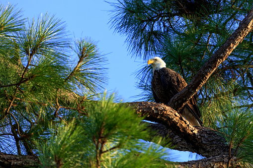 Adult Bald Eagle is perched in Pine Tree limb under a clearf blue sky