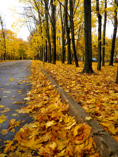 istock Autumn background - yellow marple leaves on black asphalt road with copy space for text. Fall background. Texture. Square composition. 1029959676