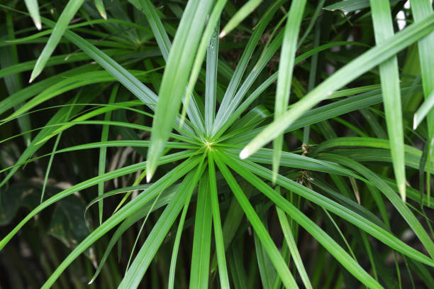 istock green palm plant with long thin leaves 1029962592