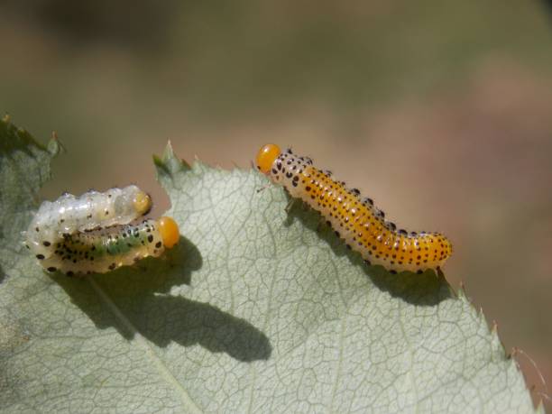 istock caterpillar to the list 1029963528