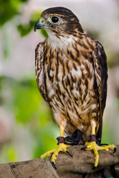 istock American Merlin Falcon 1029967830