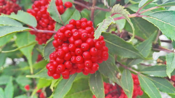 Ripe red elderberry Ripe red elderberry (Sambucus racemosa) berries with green leaves. sambucus racemosa stock pictures, royalty-free photos & images