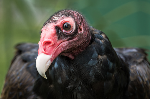 Amrican Turkey Vulture
