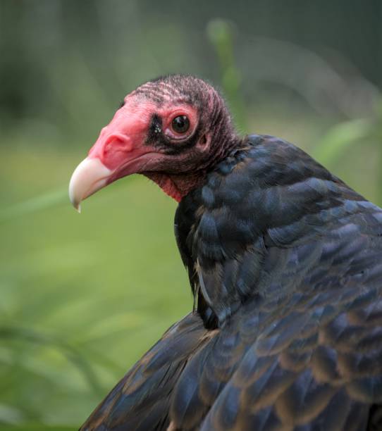 istock Amrican Turkey Vulture 1029968158