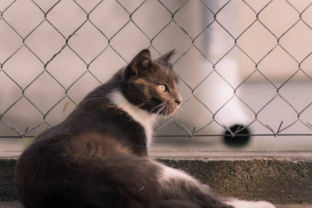 istock Close-Up Portrait Of Cat 1029968794