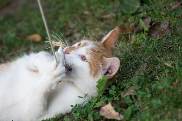 istock Close-Up Portrait Of Cat 1029971032