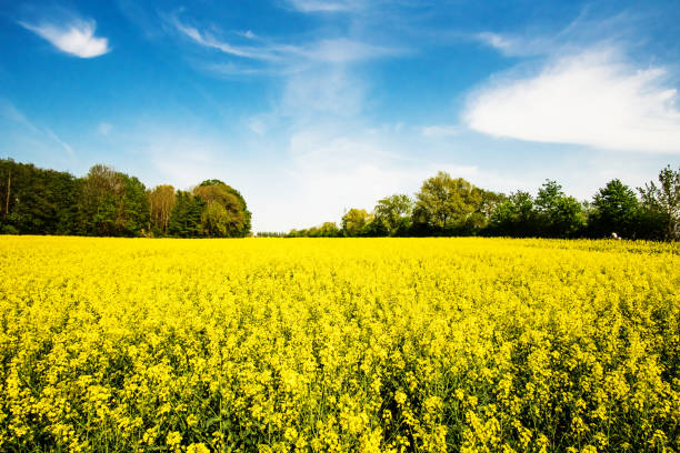 istock Flowering rape field. Spring background. Canola or colza blosom. blooming rape or Brassica napus. Springtime and summer border 1029971682