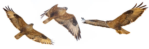 istock Set of Buzzard in flight isolated on white (Buteo rufinus) 1029971770