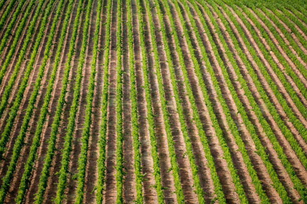 istock Rows and rows of grape vines in Tuscany, Italy 1029971964