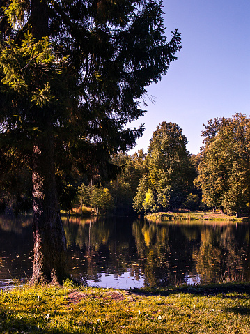 View of autumn coniferous and deciduous trees on the shore of the lake with a calm water surface and with reflection in sunny weather in the autumn in September