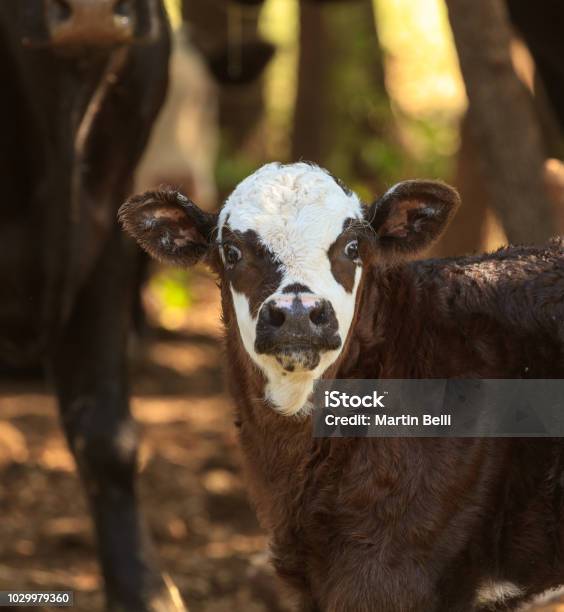 Young Cow Is Surprised Stock Photo - Download Image Now - Agriculture, Animal, Beef