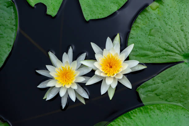 amerikanische weiße seerose (nymphaea odorata), zwei blüten schweben auf dem wasser mit seerosen - lange schlüssel naturraum, davie, florida, usa - white water lily stock-fotos und bilder