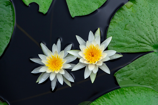 Closeup of American white water lily flowers