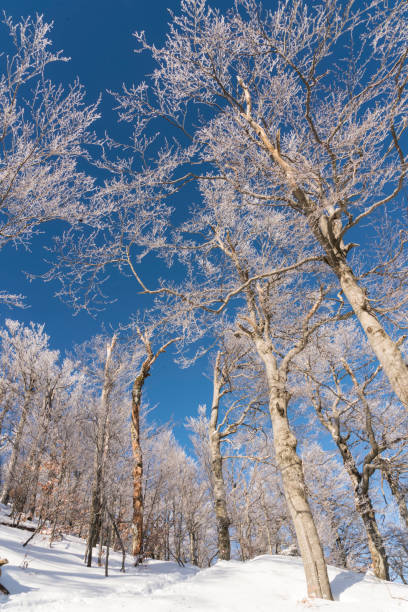 istock Winter forest in frost 1029984718