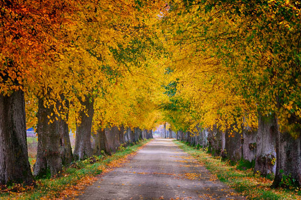 istock countryside road in autumn 9 1029984730