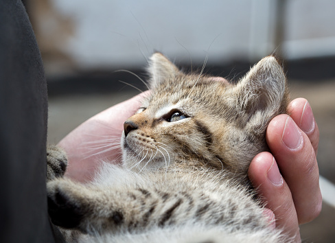 Kitten lies in the hand