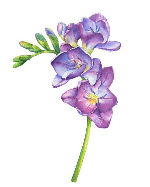 ilustrações, clipart, desenhos animados e ícones de close-up de flores de freesia violeta ramos frescos com botões (planta perene freesia serrada). imagens de botânica floral. ilustração de pintura em aquarela de mão desenhada isolado no fundo branco. - illustration and painting old fashioned purple vertical