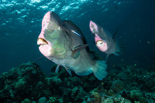 istock Couple Of Bumphead Parrotfish 1029990124