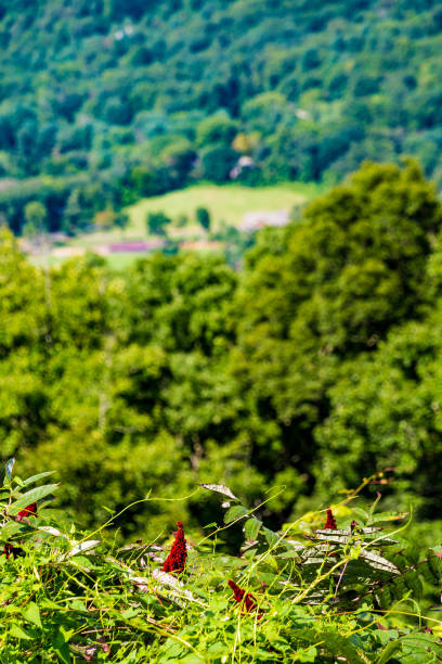 Red Flowers Over Blue Ridge Valley in Summer