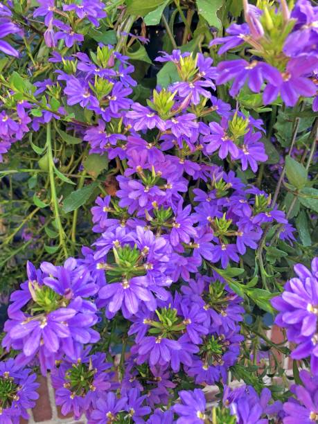 istock Purple Scaevola flowers 1029990566