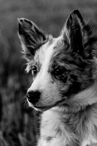 istock Blue merle border collie puppy cute 1029993772