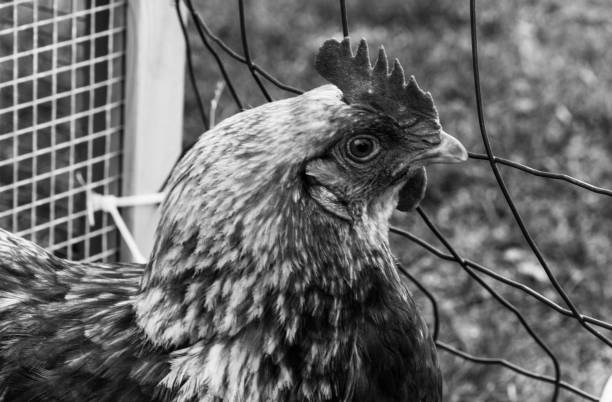 istock free range chicken in black and white 1029995874