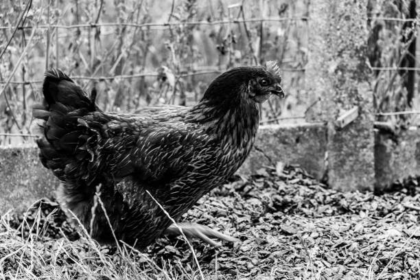 istock free range chicken in black and white 1029995922