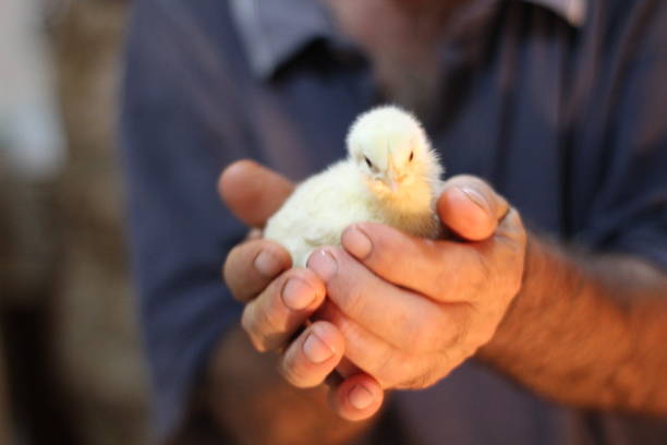 hombre y poco pollo - young bird poultry chicken livestock fotografías e imágenes de stock