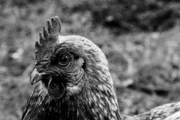 istock free range chicken in black and white 1029998160