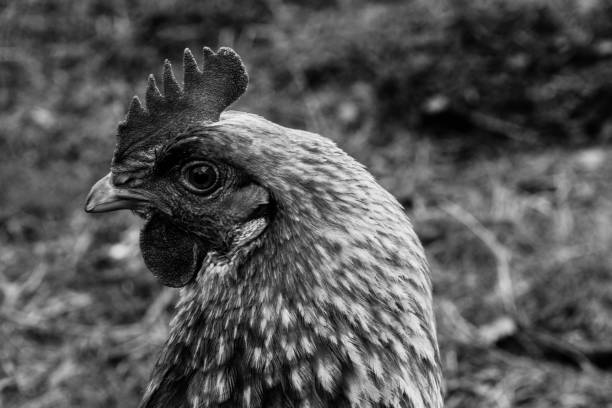 istock free range chicken in black and white 1029998186