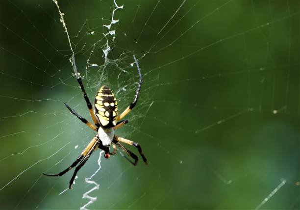 istock Black and Yellow Garden Spider 1029998296