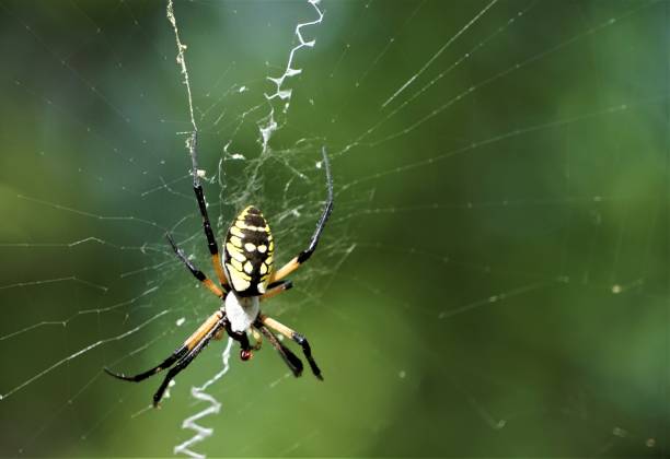 istock Black and Yellow Garden Spider 1029998310
