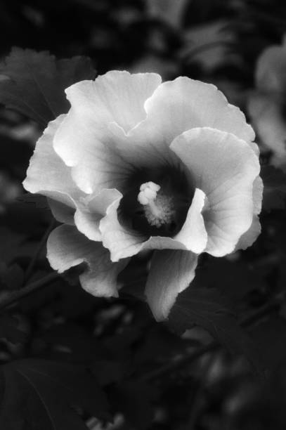istock Rose of Sharon in Infrared 1030003902
