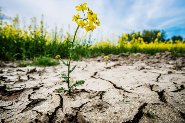 Rape plant in dried cracked mud or soil ground Rape plant in dried cracked mud or soil ground global warm stock pictures, royalty-free photos & images