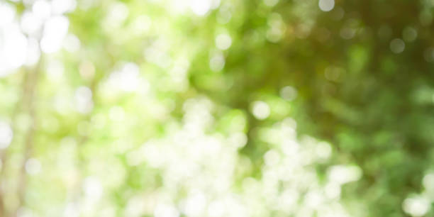 istock blurry green nature forest landscape background with sunlight flare:blurred bokeh natural backdrop 1030007482